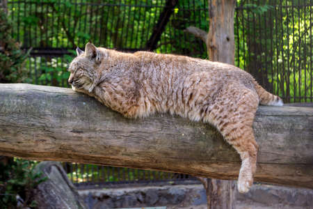 The red lynx bobcat sleeps lying on a horizontal log dangling its paws and closing his eyes on a clear sunny afternoon at the Novosibirsk Zooの写真素材