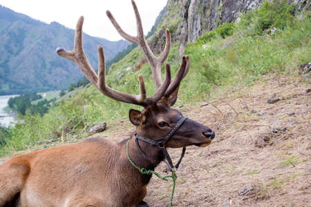 Deer maral with big horns lies on a mountain tied with a bridle in the mountains of the Altai