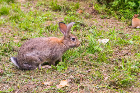 A close-up view of an adult gray rabbit that looks into the camera with large raised ears sitting on...