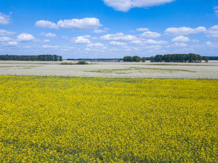 Aerial view of multicolored field of yellow flowersの写真素材