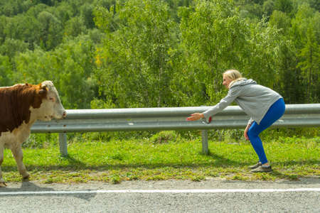 A young beautiful blonde girl sits down and beckons to her big brown-white cow or bull to pat and...