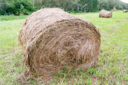 A large haystack of dry hay at the time of harvesting and rolled up on a roll lies on the green...