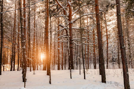 Background from a large number of tall pine trees in a forest on a snowy winter day with snowdrifts and the sun shining through the trunks at sunset or sunriseの写真素材