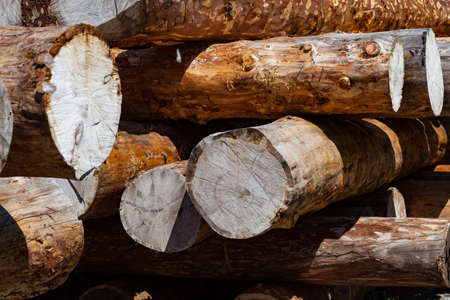 Large sawn round pine trees are laid in a pile for preparation of the production of building...