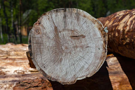 Large sawn round pine trees are laid in a pile for preparation of the production of building...