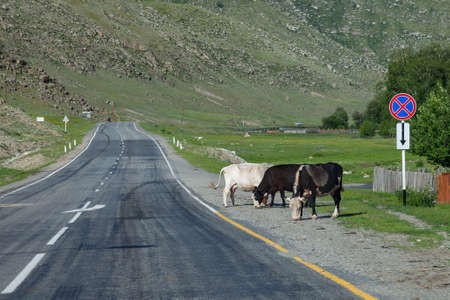 A long asphalt road with a white and yellow dividing strip on which three cows stand against a background of high mountains with rocks and stones on a clear warm summer day. Agriculture and livestockの写真素材
