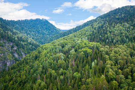 Aerial view of the mountains with green trees on a warm clear sunny day in the Altai Mountains. The...