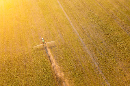 Aerial view of a farm tractor in a yellow field during spraying and for growing food, vegetables and...