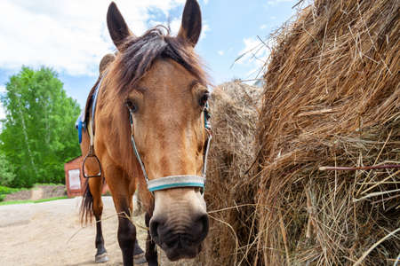 Close up face of A brown arabian horse with a saddle on his back bowed his head and eats hay from a dry stackの写真素材
