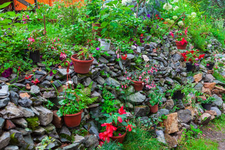 Outdoor garden with different red flowers in pots on a wooden bench with plants and green leaves in a botanical forest. Farming and growing hobbies.の写真素材