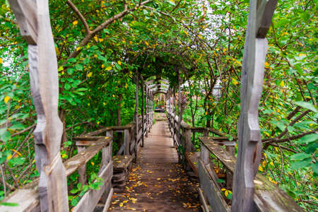 A wooden bridge in the form of a tunnel surrounded by green trees and plants with yellow leaves on a summer or autumn day. Way to destination, achieving goals.の写真素材