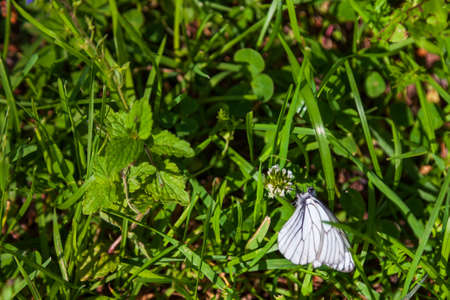 Close-up on a white butterfly cabbage butterfly sitting on green grass. Insect pests in the garden and in nature.の写真素材