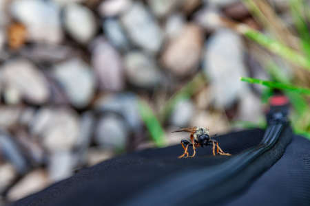 A dangerous harmful insect is a gadfly that transfers infectious diseases, sucks blood and bites...