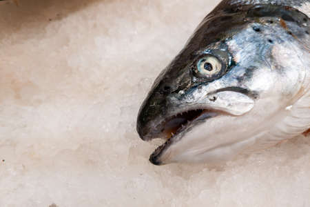 Frozen sea fish in ice on a counter in a store during the sale of fresh and healthy products.の写真素材