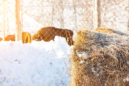 Close-up on a stack of dry yellow senan in the background of a herd of farm animals of cows, bulls, bison or horses at the fence of a corral on snow in winter.の写真素材
