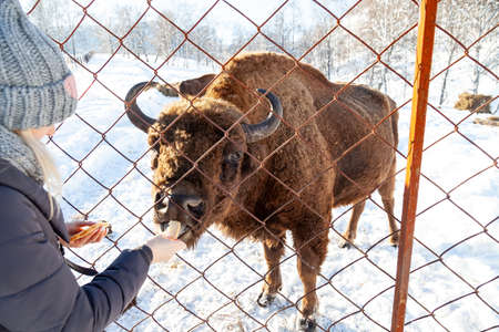 A close-up on the jaws of an animal bull on Wall Street, a cow, a bison stuck through the net of a...