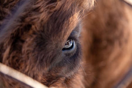 Close-up on the big eye of an animal, bull, bison, cow or horse with brown hair and reflection in the pupil. View of an endangered animal.の写真素材