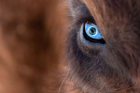 Closeup on the big eye of an animal, bull, bison, cow or horse with brown hair and reflection of a...