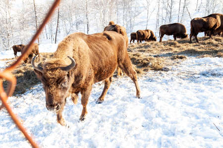 A large brown bison or bull from Wall Street is standing near the metal fence of the fence while eating hay.の写真素材