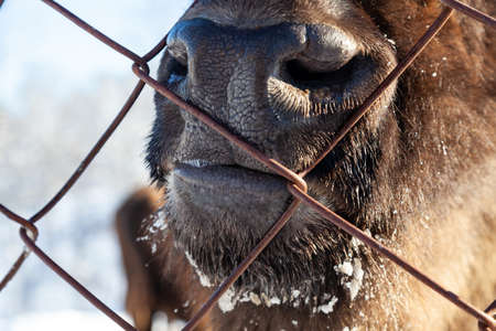 A close-up on the nose, face, and jaw of a ruminant cow, bull, bison, or horse, which pokes its mouth through an iron mesh fence. Capturing and keeping animals in captivity.の写真素材