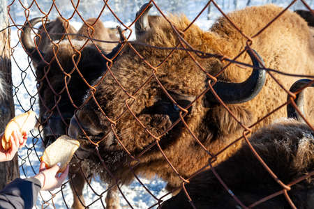 A close-up on the jaws of an animal bull on Wall Street, a cow, a bison stuck through the net fence...