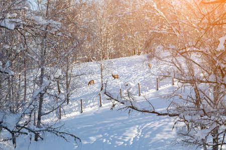 Three young individuals of deer or maral descending from the mountain among the trees in the snow in the winter running away from hunters and poachers in Altai in Russia.の写真素材