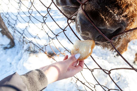 A close-up on the jaws of an animal bull on Wall Street, a cow, a bison stuck through the net fence is fed from the hand with bread. Agriculture and farming.の写真素材
