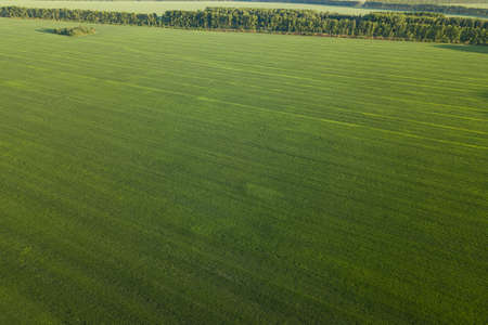 Aerial view of a landscape in fields with agricultural plants for growing green vegetables and cereals in summer. Farming and industry.の写真素材