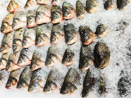 A lot of crucian carp fish lies on a counter in the ice