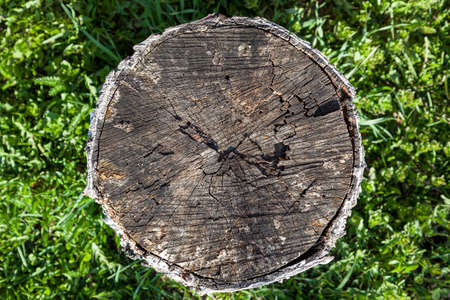 Top view of an old rotten stump of round even shape of brown color in green grass, design background...