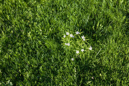 A bush with small white wildflowers with five petals and a yellow middle on the background of a...