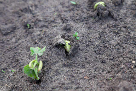 Young sprouts of cucumbers breaking through the green earth on an elastic juicy stalk close-up on a dark gray ground. The power that spawns a new life on the planet.の写真素材