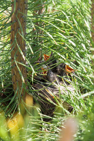 A bird's nest hidden in pine branches on a summer day in the forest, little kids with open yellow...