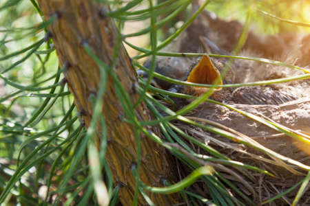 A closeup of an open yellow mouth - the beak of a little nestling on a green pine. A new generation of brood birds in early spring that mature over the summer.の写真素材