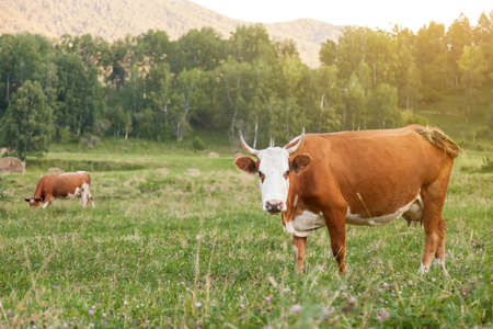 Two brown and white cows with horns on green grass graze in the meadow and eat. Farming and agriculture and milk production.の写真素材