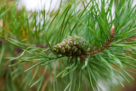 Unripe cone on a green coniferous tree with long needles in a park on a summer day. Food for wild animals - squirrels, birds, bears, chipmunks.の写真素材