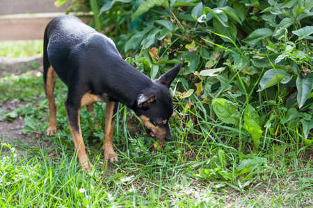 A dog of a small breed of the toy terrier family, black and brown, bent down and eats grass in the spring against the backdrop of a green park. Lack of vitamins in pets in need of a balanced feed.の写真素材