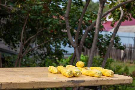Harvest of ripe yellow corn on a wooden table in the garden. Peeled ears before processing for freezing or cooking - Russian snack in parks on the street.の写真素材