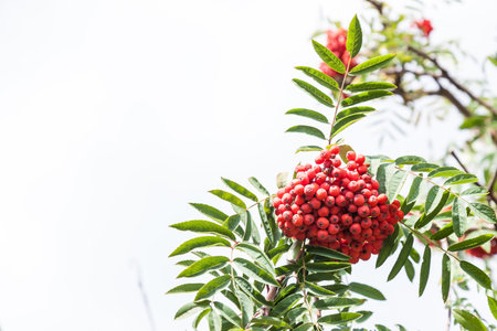 Rowan tree with bright red bunches of berries on branches with green long jagged leaves in an autumn day in the garden. Background for notebooks, calendars and posts.の写真素材