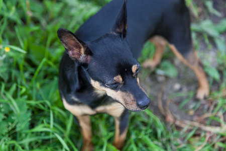 Toy-Terrier; outdoors; mini; pinscher; dwarf; summer; green; grass; black; brown; puppy; walk; male; nobody; eye; stand; watching; pincher; pet; dog; miniature; animal; mammal; domestic; cute; canine;の写真素材