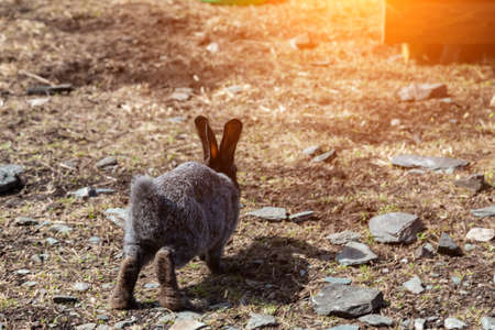 Gray soft and fluffy hare with big ears gallops on the ground in nature outside. Animals in the wild.の写真素材