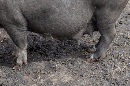 nipples of a lactating black wild pig close up. motherhood and upbringing of children.