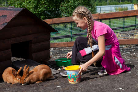 Altai, Russia - 08.14.2020: A little girl feeds cabbage to a red soft and fluffy hare with big ears, galloping on the ground in nature in the street. Animals in the wild.のeditorial素材