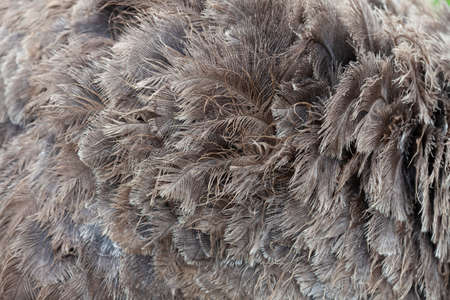 Background and texture of brown ostrich feathers or other large bird.の写真素材