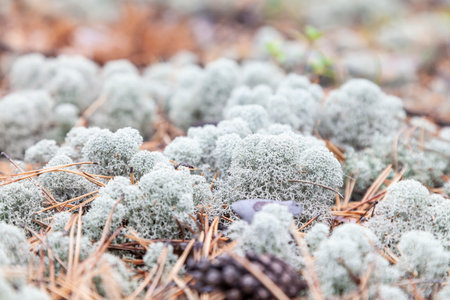 close-up on blue moss on the ground in the forest among the grass and and trees. Natural decorative materials for interior design.の写真素材