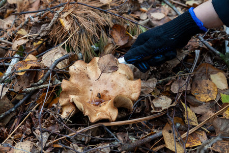 Close-up on the hand of a man with a knife cutting off a large mushroom with a beige cap hidden among the autumn leaves and spruce needles fallen from the trees. Food and mushroom picking.の写真素材