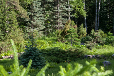 Hello sunshine - forest nature garden summer stock pictures, royalty-free photos & images. Fresh...