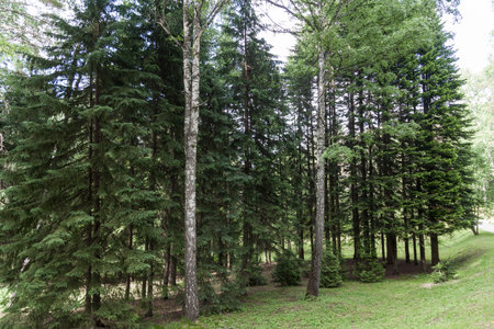 Hello sunshine - forest nature garden summer stock pictures, royalty-free photos & images. Fresh...