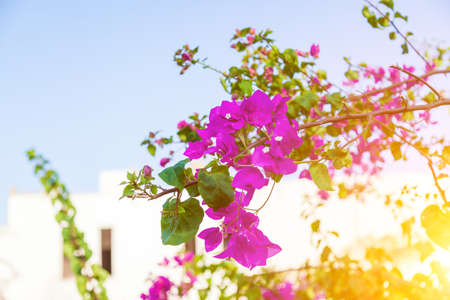 Pink and purple flowers of bougainvillaea plant with green leaves on blue sky background.の写真素材