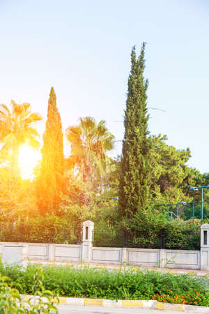 Beautiful tall cypress tree near palms in Turkey on the territory of the hotelの写真素材